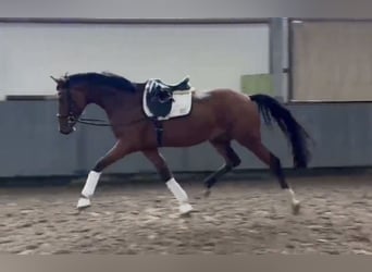 Hanovrien, Hongre, 3 Ans, 168 cm, Bai