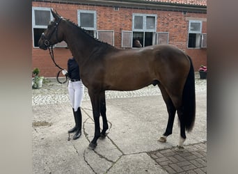 Hanovrien, Hongre, 3 Ans, 168 cm