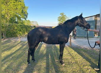 Hanovrien, Hongre, 3 Ans, 168 cm, Gris