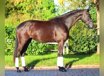 Hanovrien, Hongre, 3 Ans, 168 cm, Noir