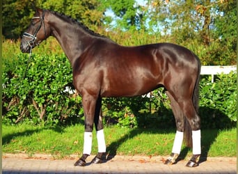 Hanovrien, Hongre, 3 Ans, 168 cm, Noir