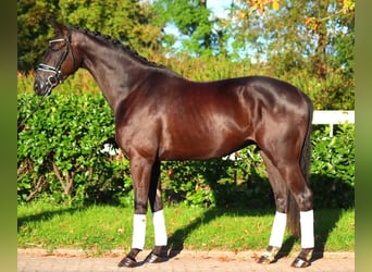 Hanovrien, Hongre, 3 Ans, 168 cm, Noir