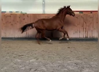 Hanovrien, Hongre, 3 Ans, 169 cm, Alezan
