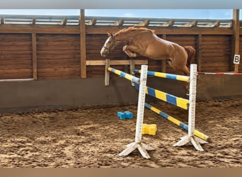 Hanovrien, Hongre, 3 Ans, 169 cm, Alezan