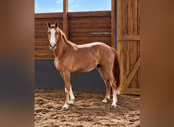 Hanovrien, Hongre, 3 Ans, 169 cm, Alezan