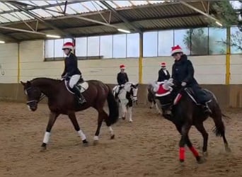 Hanovrien, Hongre, 3 Ans, 169 cm, Bai brun