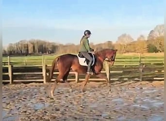 Hanovrien, Hongre, 3 Ans, 170 cm, Alezan