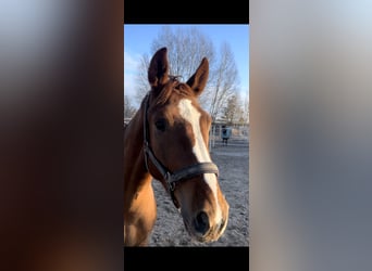 Hanovrien, Hongre, 3 Ans, 170 cm, Alezan