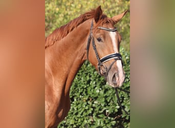 Hanovrien, Hongre, 3 Ans, 170 cm, Alezan