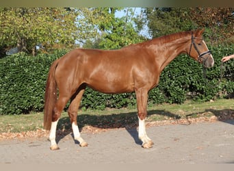 Hanovrien, Hongre, 3 Ans, 170 cm, Alezan