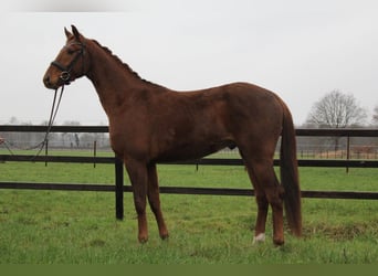 Hanovrien, Hongre, 3 Ans, 170 cm, Alezan