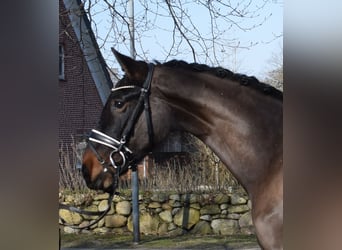 Hanovrien, Hongre, 3 Ans, 170 cm, Bai brun