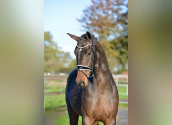 Hanovrien, Hongre, 3 Ans, 170 cm, Bai brun