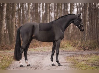 Hanovrien, Hongre, 3 Ans, 170 cm, Bai brun foncé