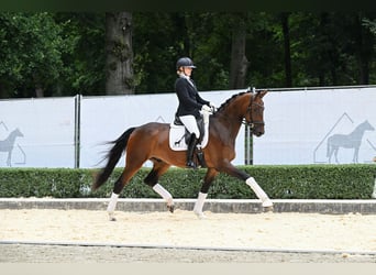 Hanovrien, Hongre, 3 Ans, 170 cm, Bai