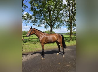 Hanovrien, Hongre, 3 Ans, 170 cm, Bai