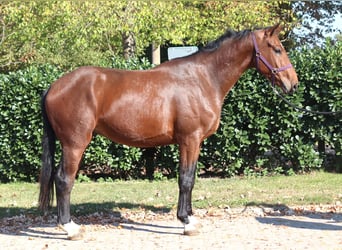 Hanovrien, Hongre, 3 Ans, 170 cm, Bai