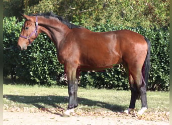 Hanovrien, Hongre, 3 Ans, 170 cm, Bai