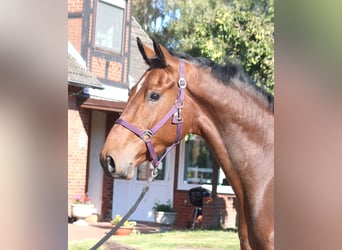 Hanovrien, Hongre, 3 Ans, 170 cm, Bai