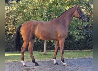 Hanovrien, Hongre, 3 Ans, 170 cm, Bai