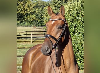 Hanovrien, Hongre, 3 Ans, 170 cm, Bai