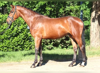 Hanovrien, Hongre, 3 Ans, 170 cm, Bai