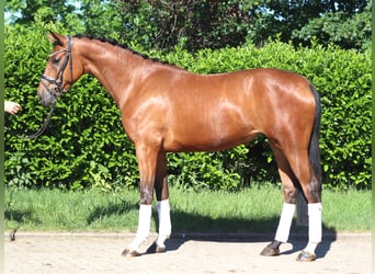 Hanovrien, Hongre, 3 Ans, 170 cm, Bai