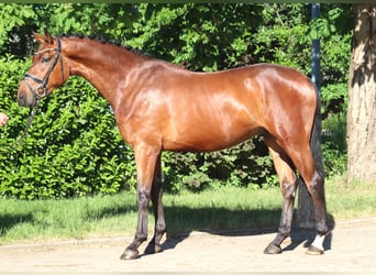 Hanovrien, Hongre, 3 Ans, 170 cm, Bai