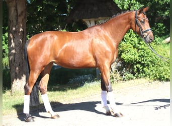 Hanovrien, Hongre, 3 Ans, 170 cm, Bai