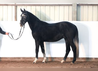 Hanovrien, Hongre, 3 Ans, 170 cm, Gris