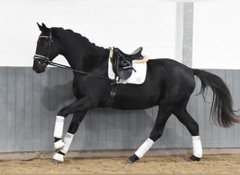 Hanovrien, Hongre, 3 Ans, 170 cm, Noir