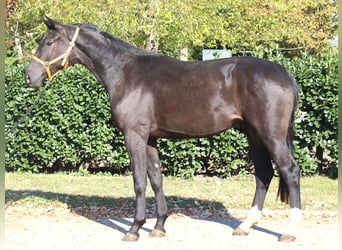 Hanovrien, Hongre, 3 Ans, 170 cm, Noir