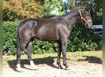 Hanovrien, Hongre, 3 Ans, 170 cm, Noir
