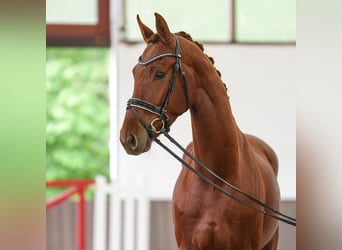 Hanovrien, Hongre, 3 Ans, 171 cm, Alezan brûlé