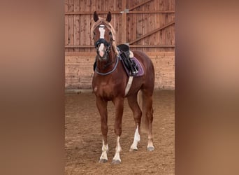 Hanovrien, Hongre, 3 Ans, 171 cm, Alezan