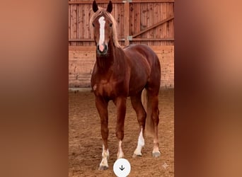 Hanovrien, Hongre, 3 Ans, 171 cm, Alezan