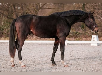 Hanovrien, Hongre, 3 Ans, 171 cm, Bai brun