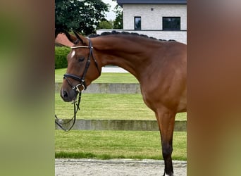Hanovrien, Hongre, 3 Ans, 171 cm, Bai