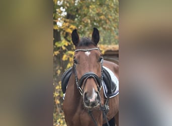 Hanovrien, Hongre, 3 Ans, 171 cm, Bai