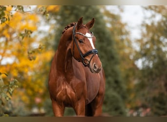 Hanovrien, Hongre, 3 Ans, 172 cm, Alezan