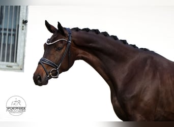 Hanovrien, Hongre, 3 Ans, 172 cm, Bai brun