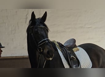Hanovrien, Hongre, 3 Ans, 172 cm, Bai brun foncé