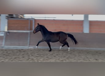 Hanovrien, Hongre, 3 Ans, 172 cm, Bai