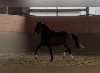 Hanovrien, Hongre, 3 Ans, 172 cm, Bai