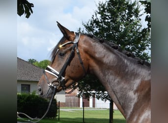 Hanovrien, Hongre, 3 Ans, 172 cm, Bai