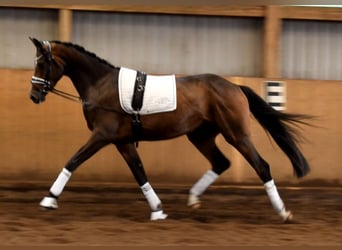 Hanovrien, Hongre, 3 Ans, 172 cm, Bai