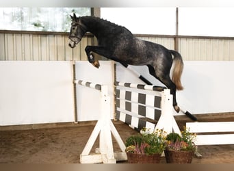 Hanovrien, Hongre, 3 Ans, 172 cm, Gris