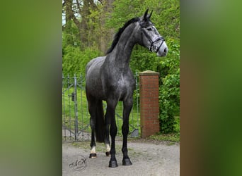 Hanovrien, Hongre, 3 Ans, 172 cm, Gris noir