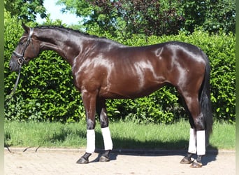 Hanovrien, Hongre, 3 Ans, 172 cm, Noir