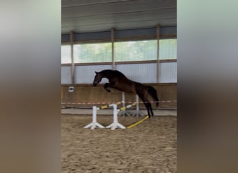 Hanovrien, Hongre, 3 Ans, 173 cm, Bai